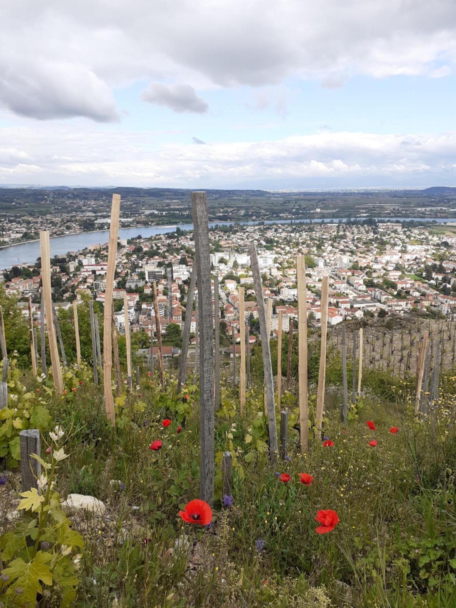 Du Vigneron A La Terrasse Piscine Local Velos Hébergement de vacances *